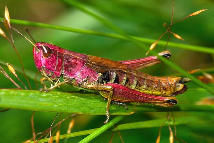 Chorthippus parallelus (Acrididae)